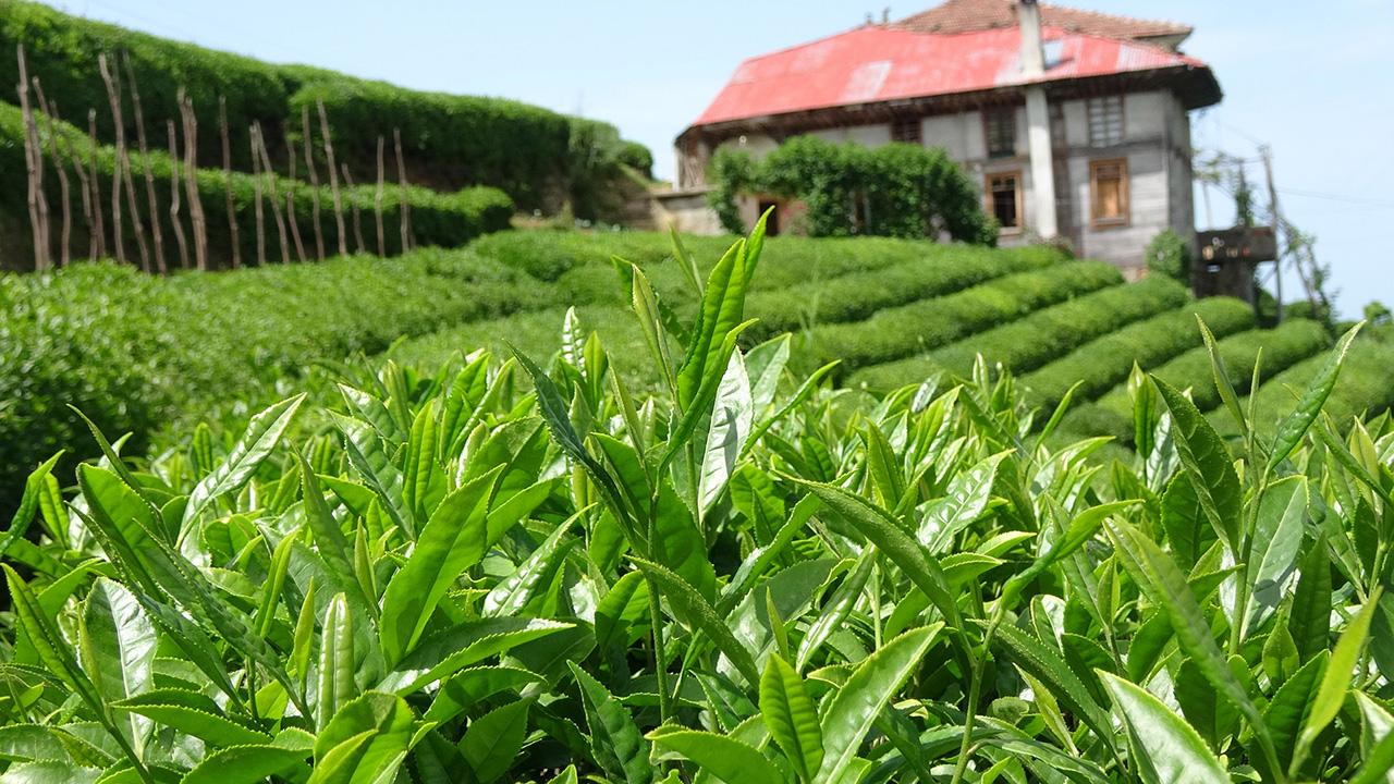 Çay üreticilerine 303 milyon 717 bin liralık destek ödemesi 30 Kasım'da yapılacak