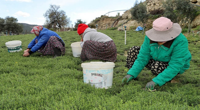 Zahter hasadı başladı; kilosu 270 lira